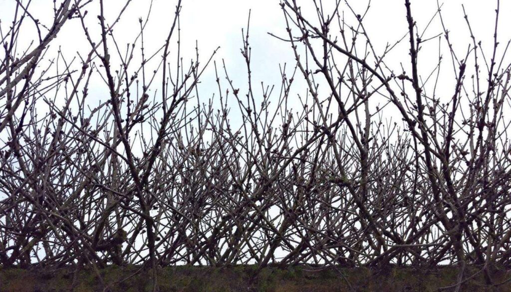 Hainbuchenhecke im Spätwinter schneiden: Der richtige Zeitpunkt vor dem Vogelschutz