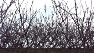 Hainbuchenhecke im Spätwinter schneiden: Der richtige Zeitpunkt vor dem Vogelschutz