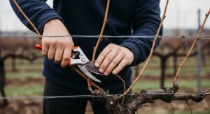 Weinreben im Februar schneiden: Zwei Augen pro Trieb – mehr braucht es nicht