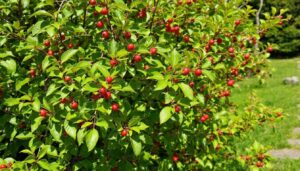 Strauch des Jahres 2026: Warum sich die Felsenbirne gut im Garten macht