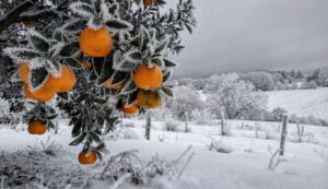 Er lässt Orangenbäume im Freiland trotz -15°C wachsen, sein Trick erstaunt sogar erfahrene Gärtner